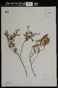 Chamaedaphne calyculata image