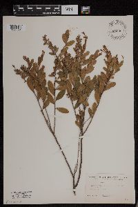 Chamaedaphne calyculata image