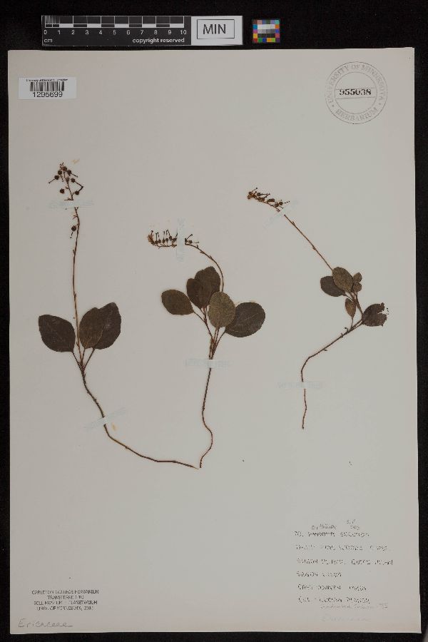 Orthilia secunda image