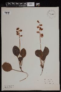 Pyrola asarifolia image