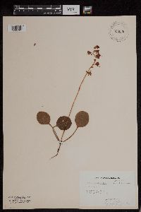 Pyrola asarifolia image