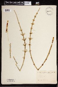 Thumbnail image of current specimen