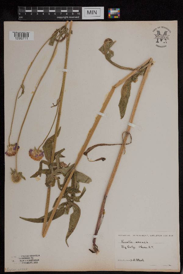 Knautia arvensis image