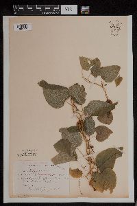 Dioscorea villosa image