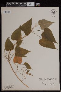 Dioscorea villosa image