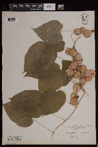Dioscorea villosa image