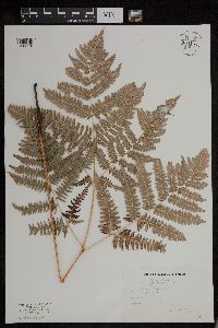 Image of Pteridium aquilinum