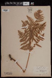 Image Associated With the Occurrence