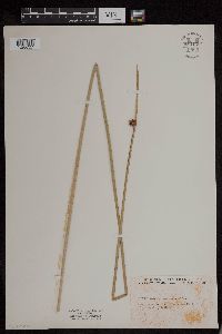 Schoenoplectus americanus image