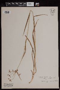 Image of Scirpus georgianus