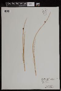 Schoenoplectus subterminalis image