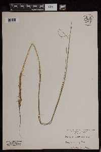 Schoenoplectus subterminalis image