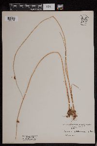 Schoenoplectus subterminalis image