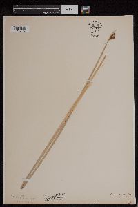 Schoenoplectus tabernaemontani image