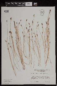 Image of Eleocharis montana