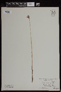 Eriophorum gracile image