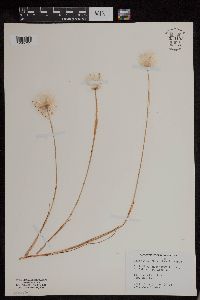 Eriophorum scheuchzeri image