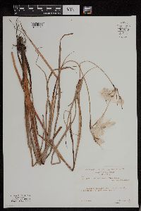 Eriophorum viridicarinatum image