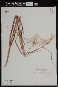 Eriophorum viridicarinatum image