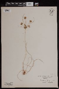 Image of Cyperus grayi