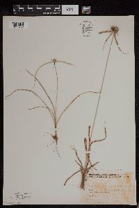 Cyperus lupulinus subsp. macilentus image