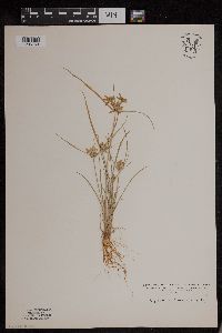 Cyperus flavescens image