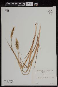 Carex stipata var. stipata image