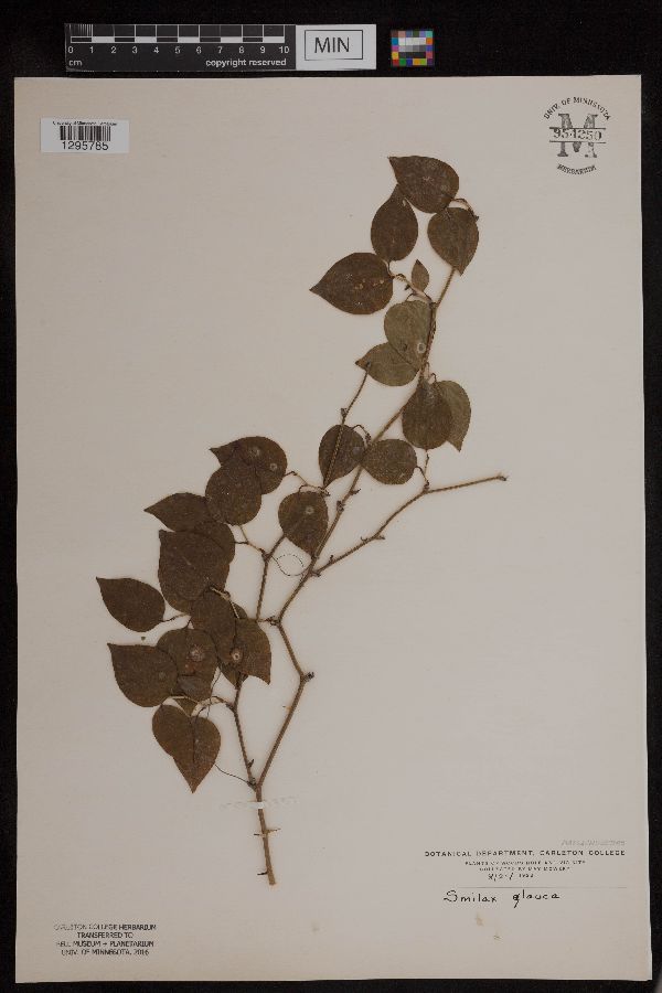Smilax glauca image