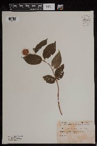 Cephalanthus occidentalis image