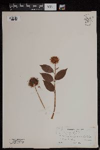 Cephalanthus occidentalis image