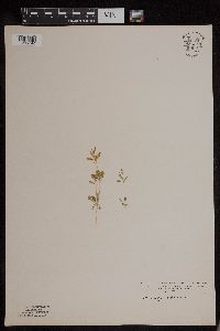 Mollugo verticillata image