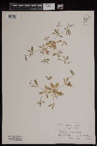 Mollugo verticillata image