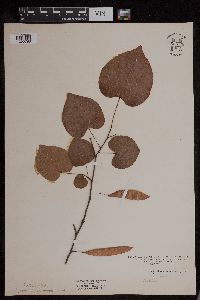 Media resource of Cercis canadensis