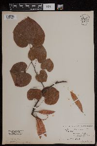 Cercis canadensis image