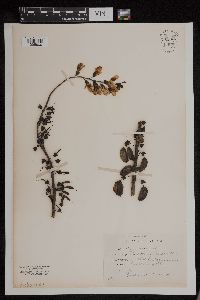 Baptisia leucophaea image