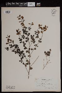 Baptisia tinctoria image