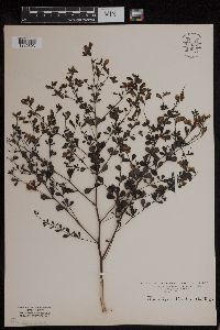 Baptisia tinctoria image