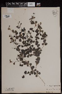 Baptisia tinctoria image