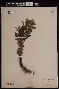 Baptisia bracteata image