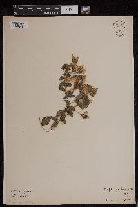 Baptisia bracteata image