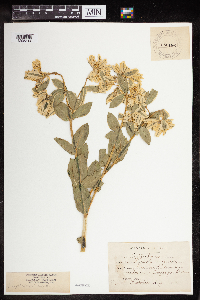Euphorbia marginata image