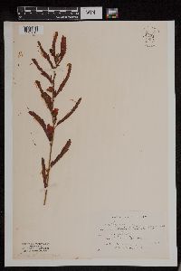 Chamaecrista fasciculata image