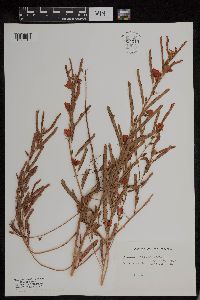 Chamaecrista fasciculata image