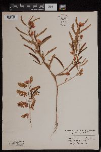 Chamaecrista fasciculata image