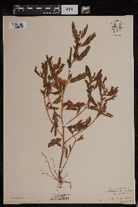 Chamaecrista fasciculata image