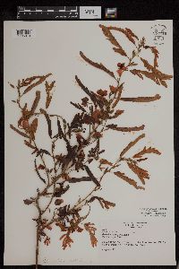 Chamaecrista fasciculata image