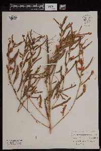 Chamaecrista fasciculata image