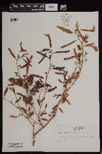 Chamaecrista fasciculata image