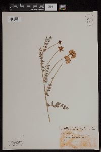 Securigera varia image