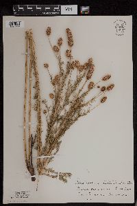 Dalea purpurea image